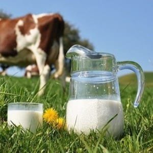 LAIT cru entier de vache - 4 litres - en seau -